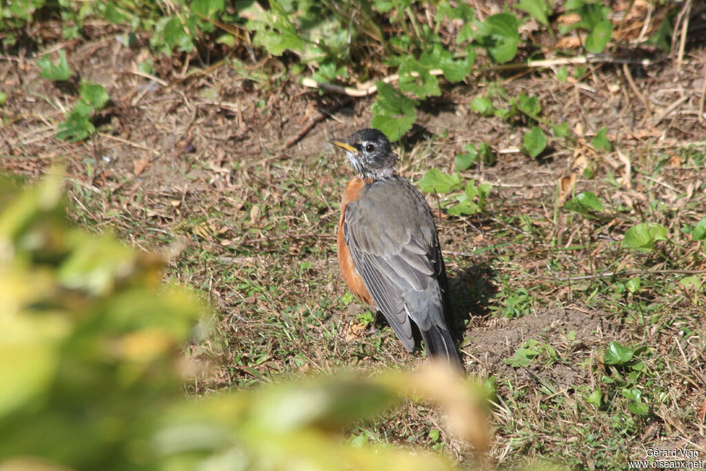 American Robinadult