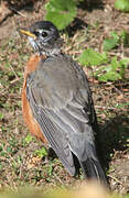 American Robin