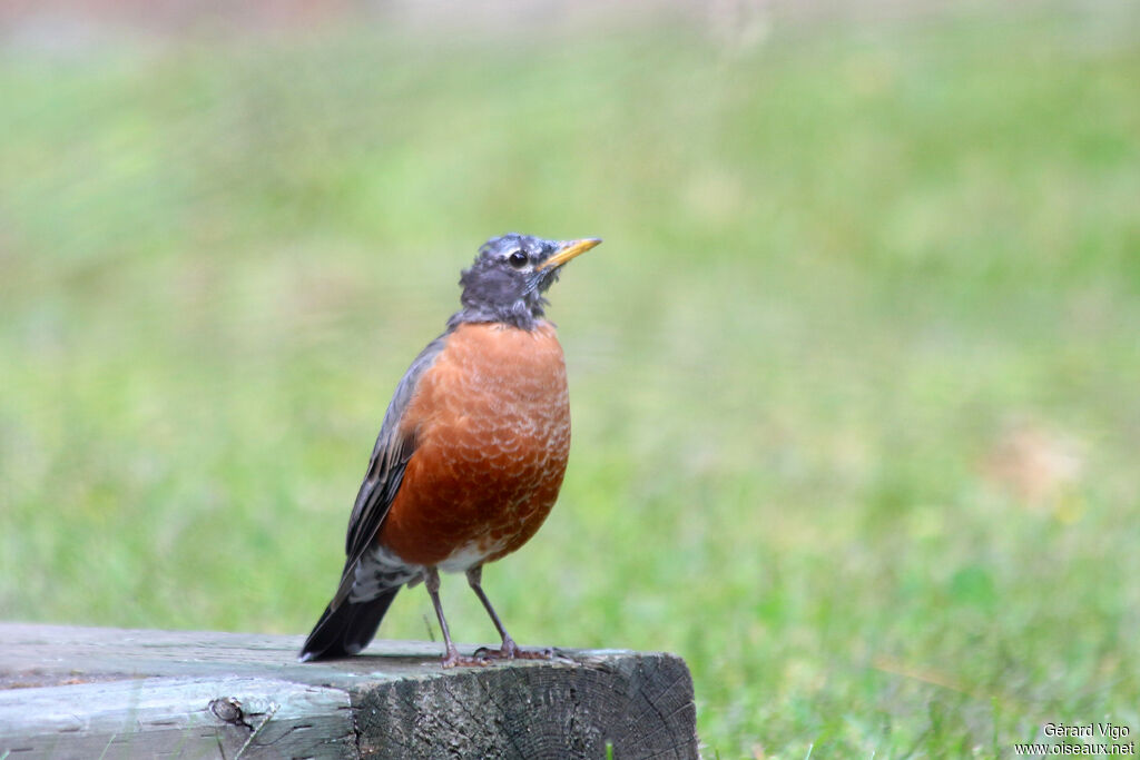 American Robinadult