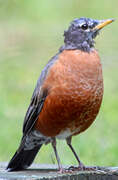 American Robin