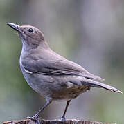 Mountain Thrush