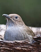 Mountain Thrush