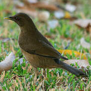 Clay-colored Thrush