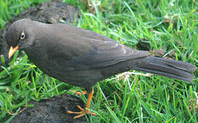 Sooty Thrush