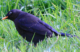 Sooty Thrush