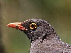 Great Thrush