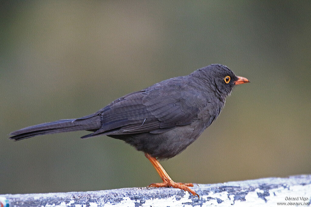 Great Thrush male adult