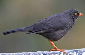 Great Thrush