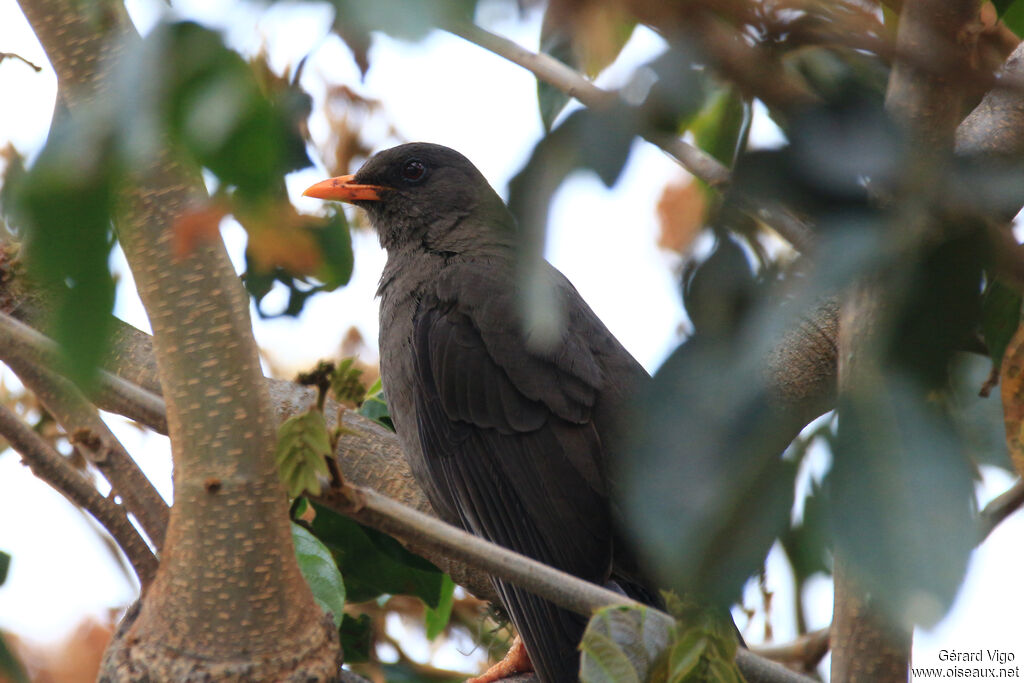 Great Thrush female adult