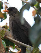 Great Thrush