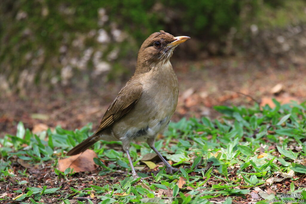 Pale-breasted Thrushadult