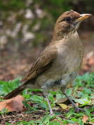 Pale-breasted Thrush