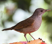 Pale-breasted Thrush