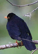 Glossy-black Thrush
