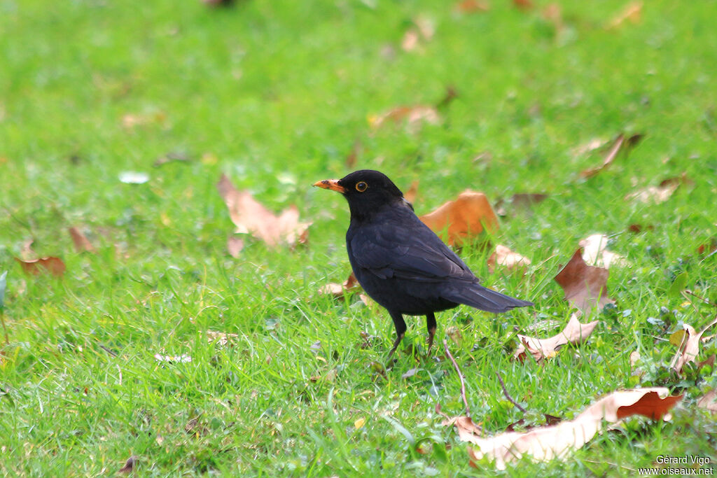 Common Blackbird male adult