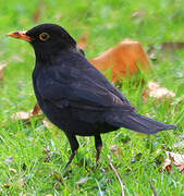 Common Blackbird