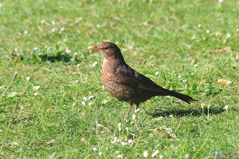 Common Blackbird female adult