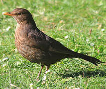 Common Blackbird