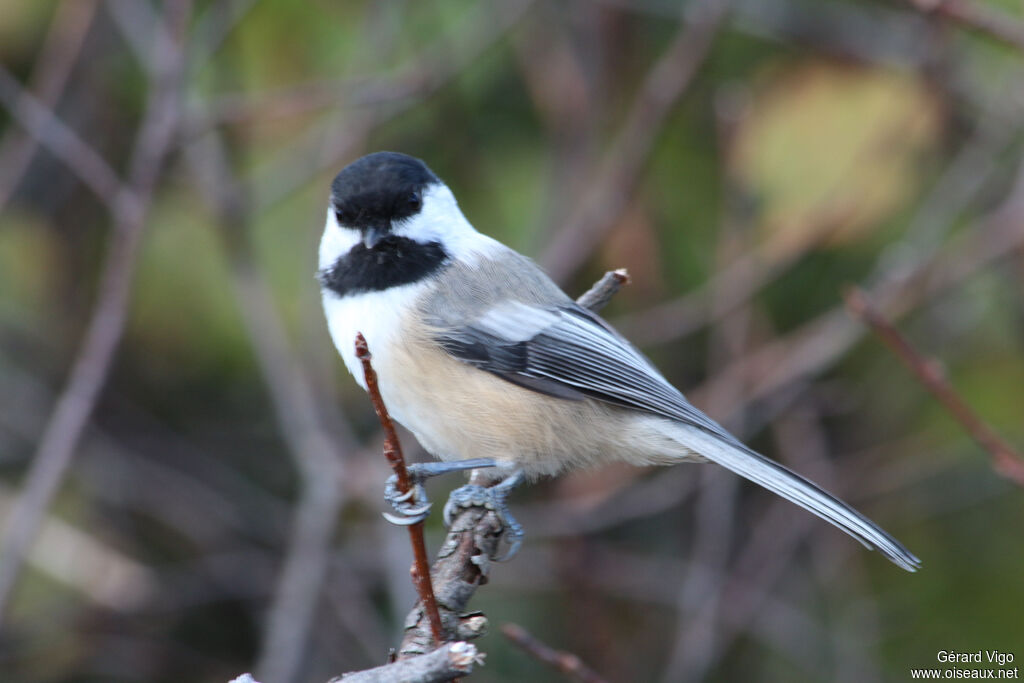 Mésange à tête noireadulte