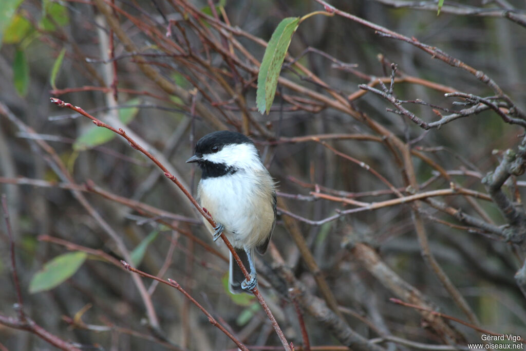 Mésange à tête noireadulte