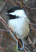 Black-capped Chickadee