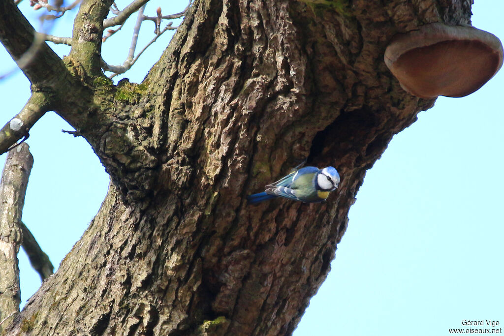 Mésange bleueadulte