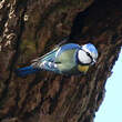 Mésange bleue