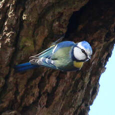 Mésange bleue