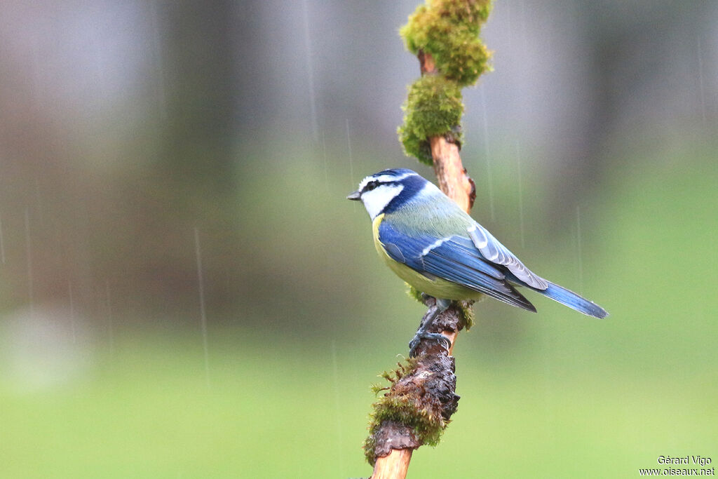 Mésange bleueadulte