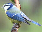 Mésange bleue