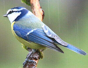 Mésange bleue