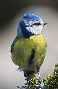 Eurasian Blue Tit