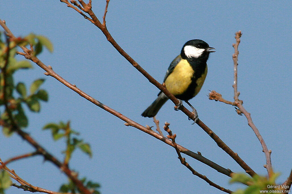 Mésange charbonnièreadulte