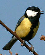 Great Tit