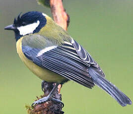 Mésange charbonnière