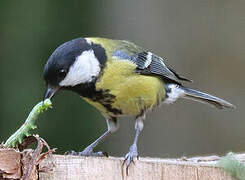 Great Tit