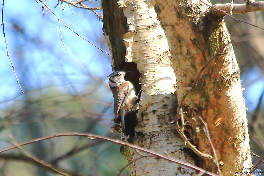 European Crested Titadult