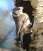 European Crested Tit