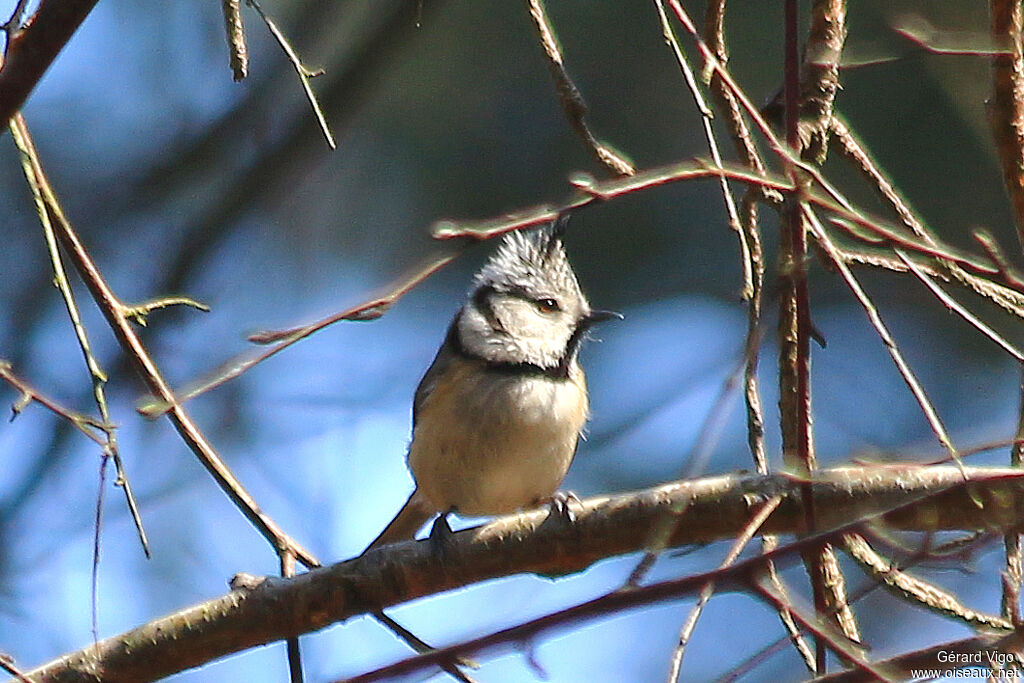 European Crested Titadult