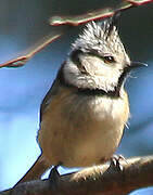 European Crested Tit