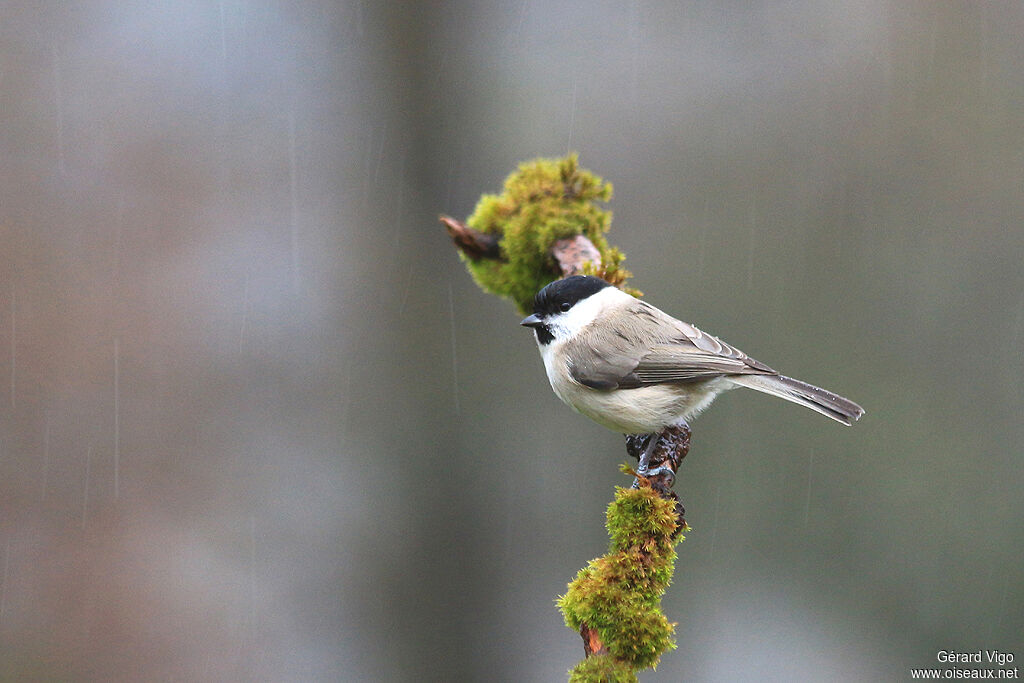 Marsh Titadult