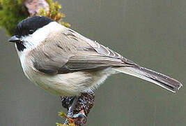 Marsh Tit