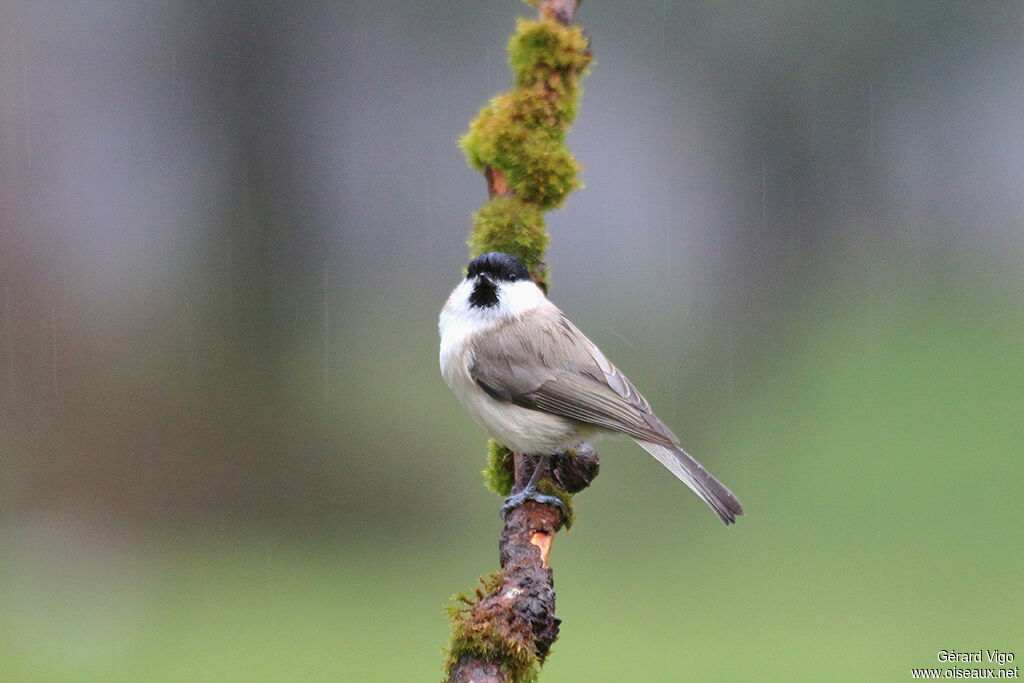 Mésange nonnetteadulte