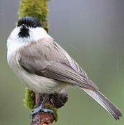 Marsh Tit