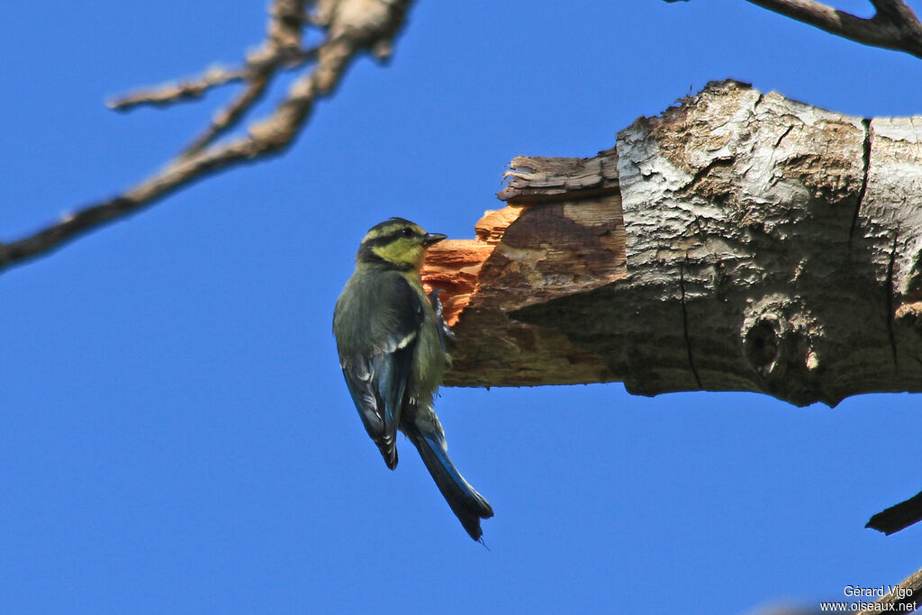 African Blue Titjuvenile