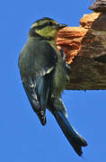 African Blue Tit