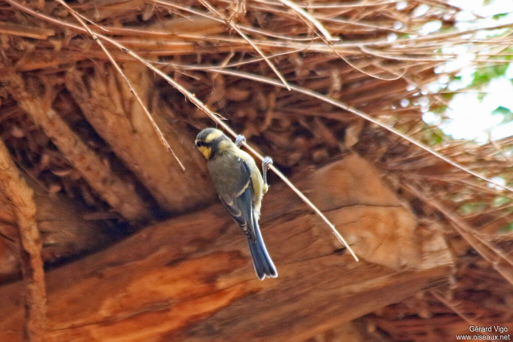 Mésange nord-africainejuvénile