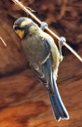 African Blue Tit