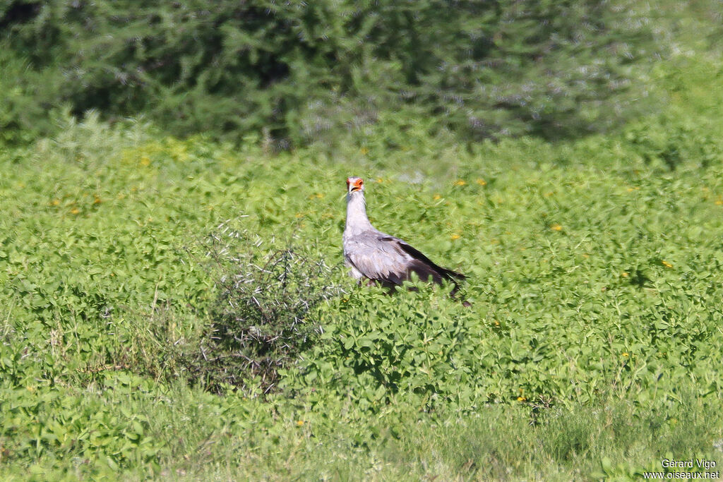 Secretarybird