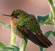 Tyrian Metaltail